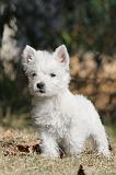 WESTIE 126